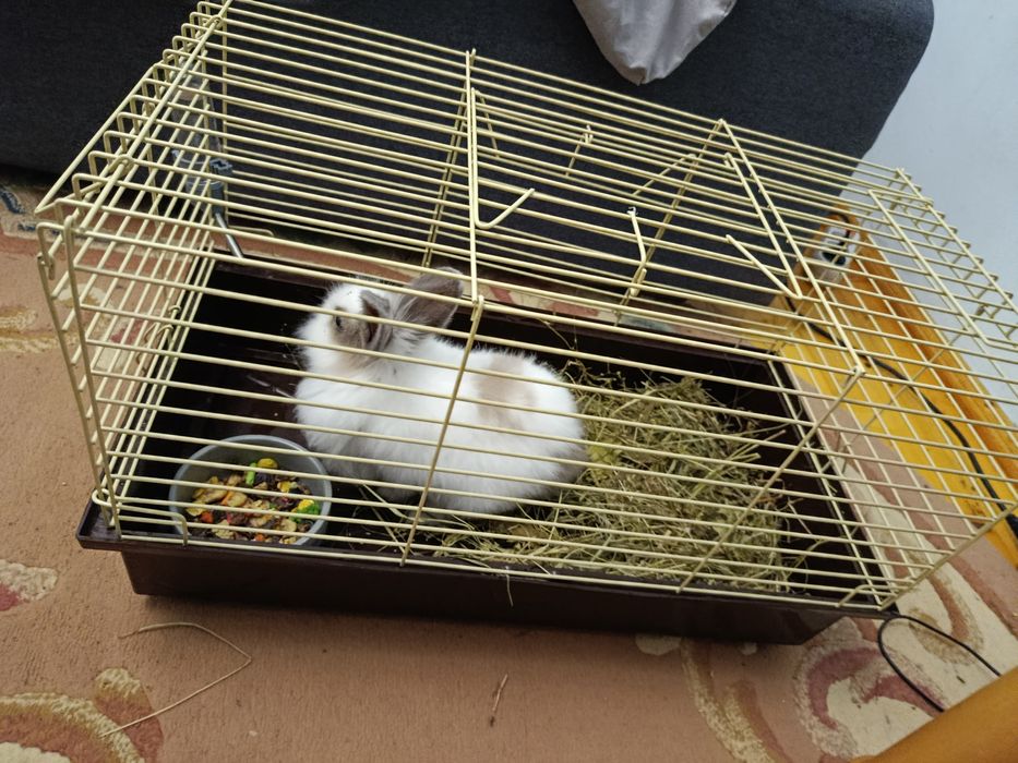 Срочно!Продам кролика с клеткой !