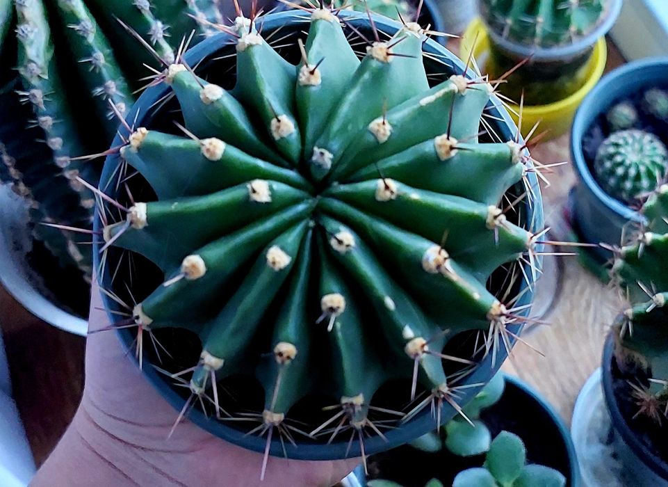 Кактус          .