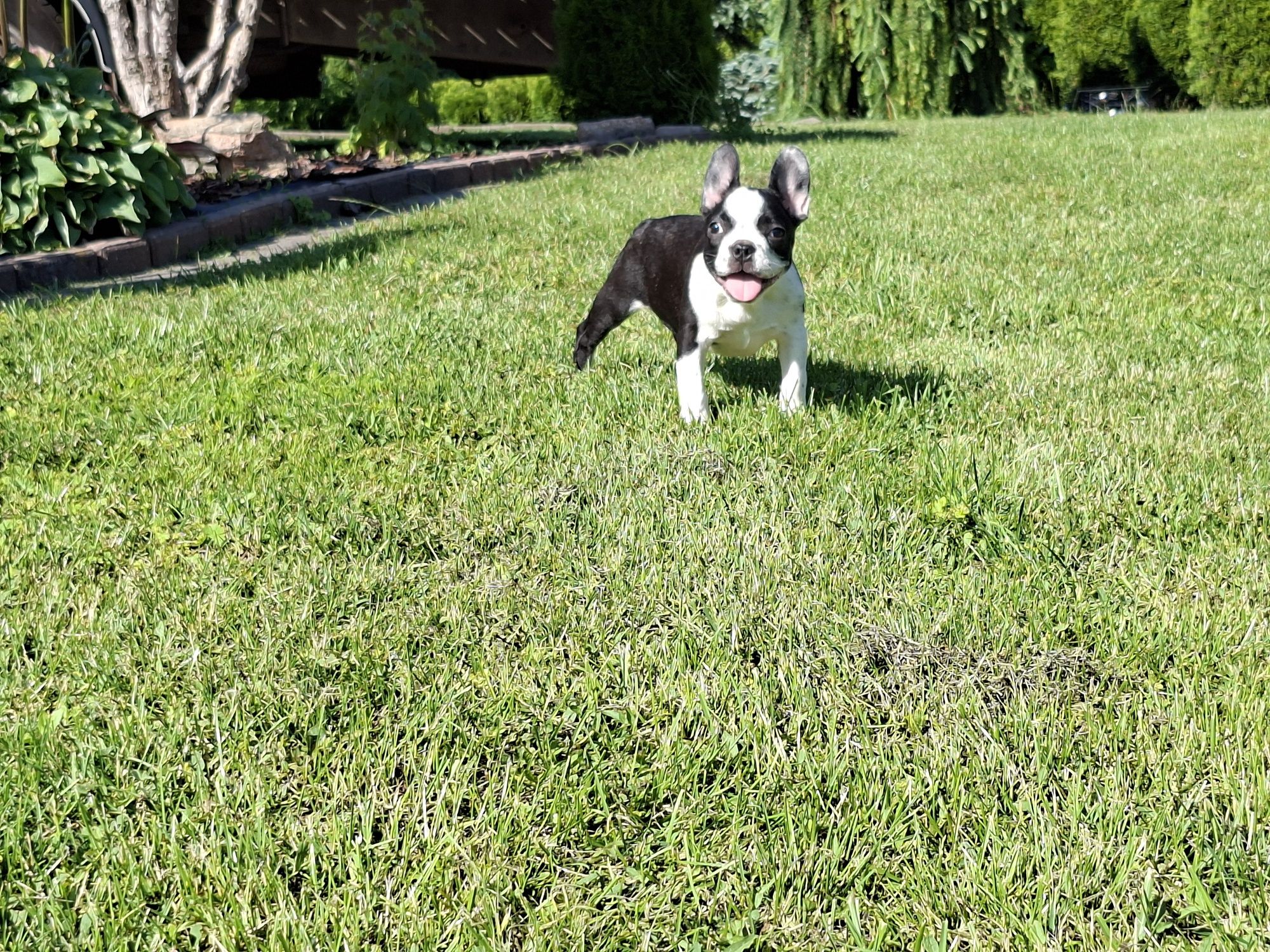Buldog francuski - Amanda