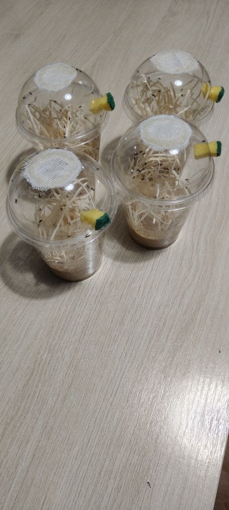 Pokarm, drosophila hydei, muszki owocówki nieloty dla jaszczurek gekon