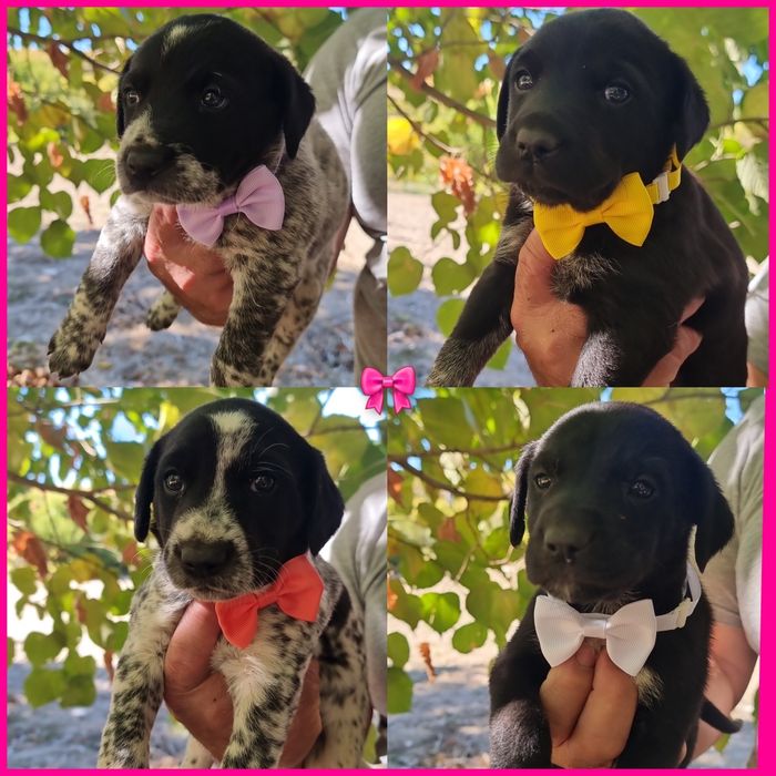 Cachorrinhos para adoção