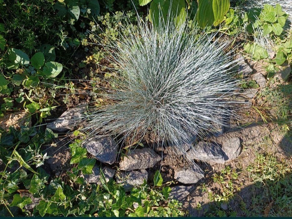 Овсяница сизая  .Фестука