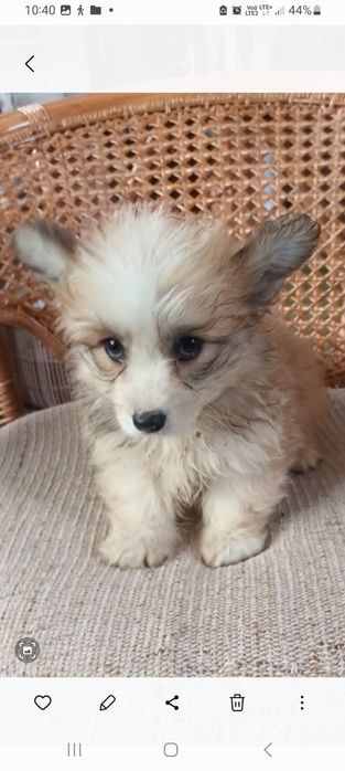 Welsh Corgi Pembroke fluffy