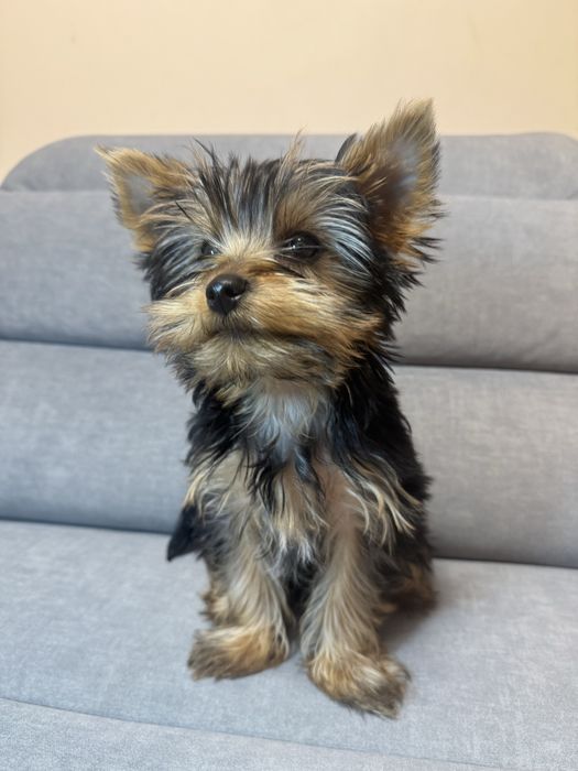 Йоркширський терєр, дівчинка йорка 3 міс ТОРГ