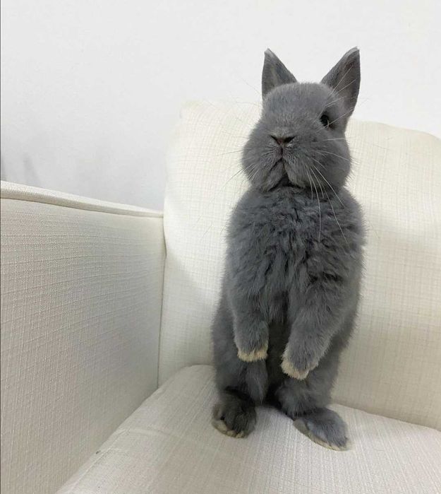 Mini Coelhos anões + gaiola nova + alimentação adequada