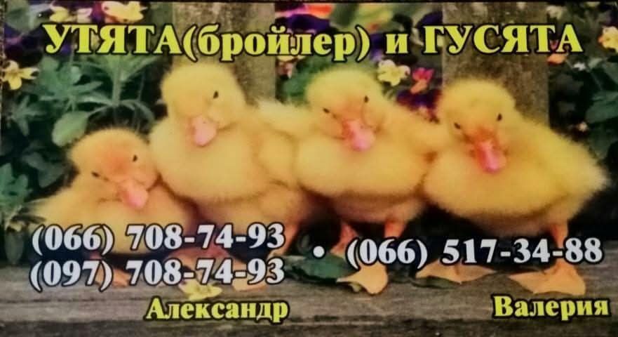 Цыплята, Утята,Гусята