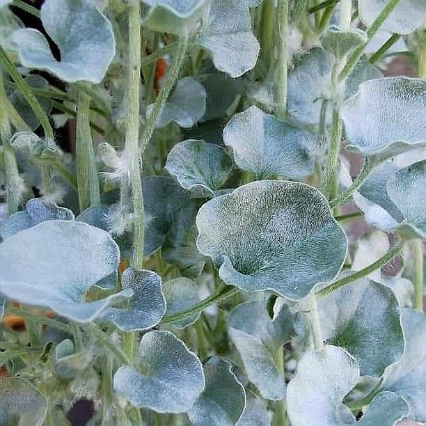 Dichondra srebrzysta