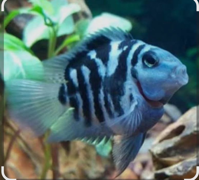 Аквариумистика красивые рыбки