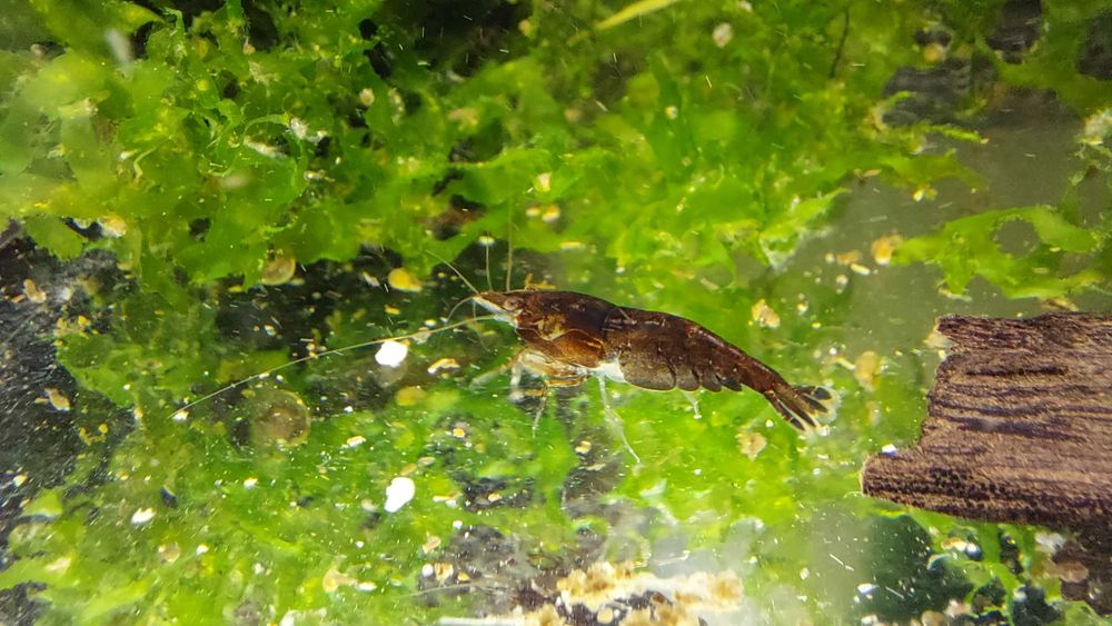 Krewetka Neocaridina schoko