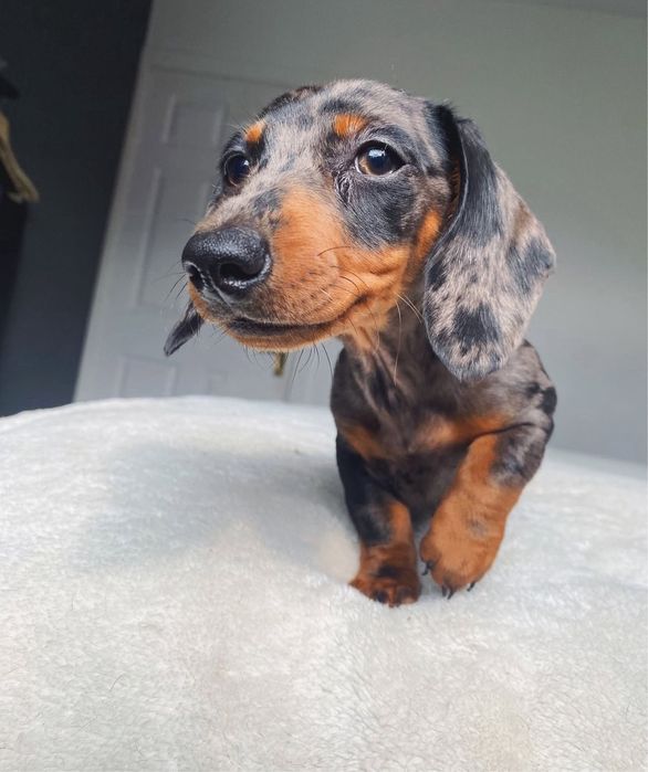 Teckel Femea Arlequim