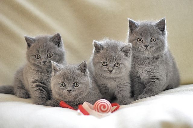 Котята с документами!