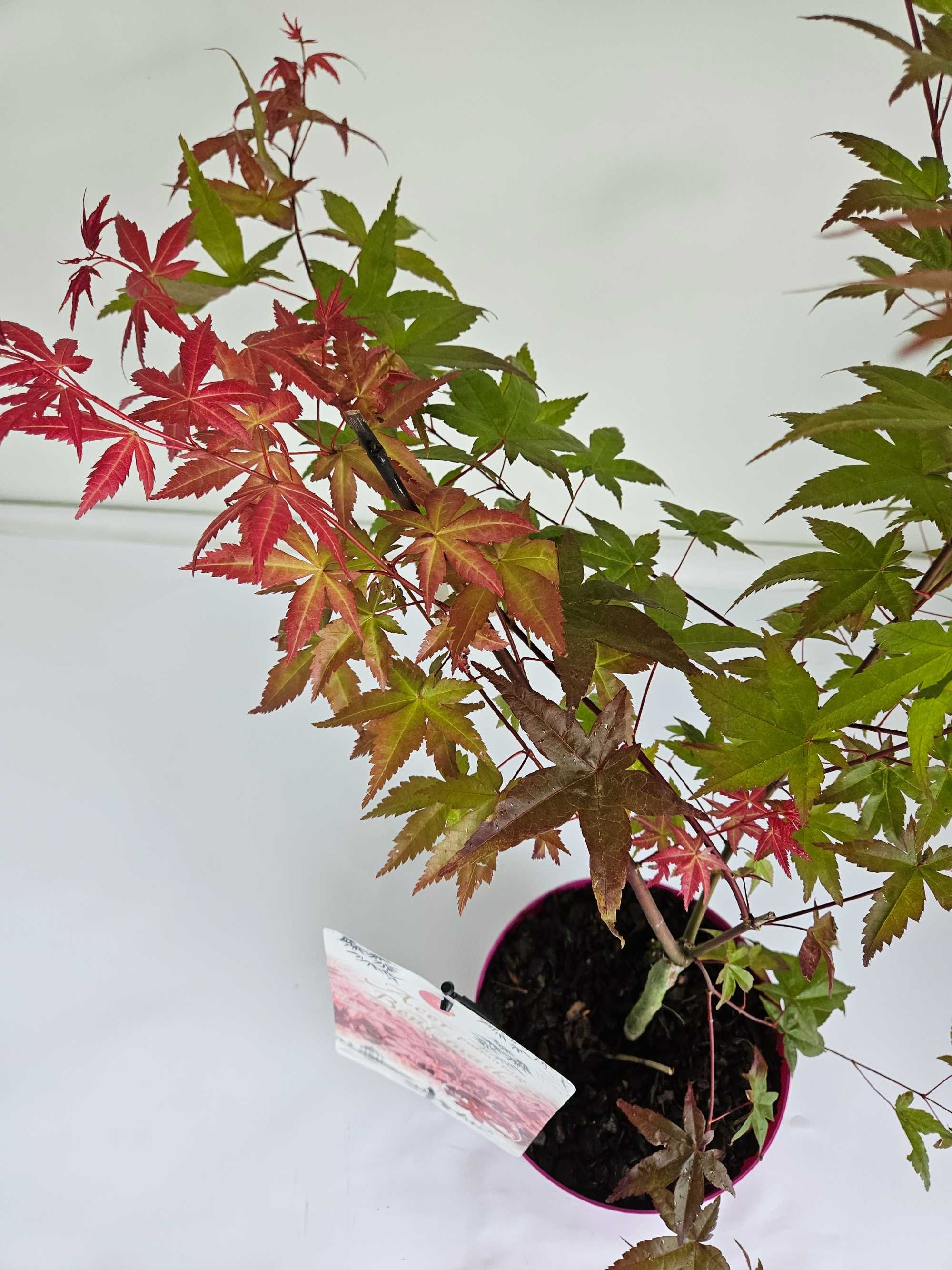 Klon palmowy 'Beni Maiko' (Acer palmatum 'Beni Maiko')