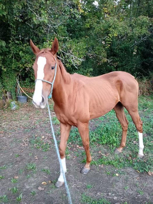 Para venda cavalo PSI