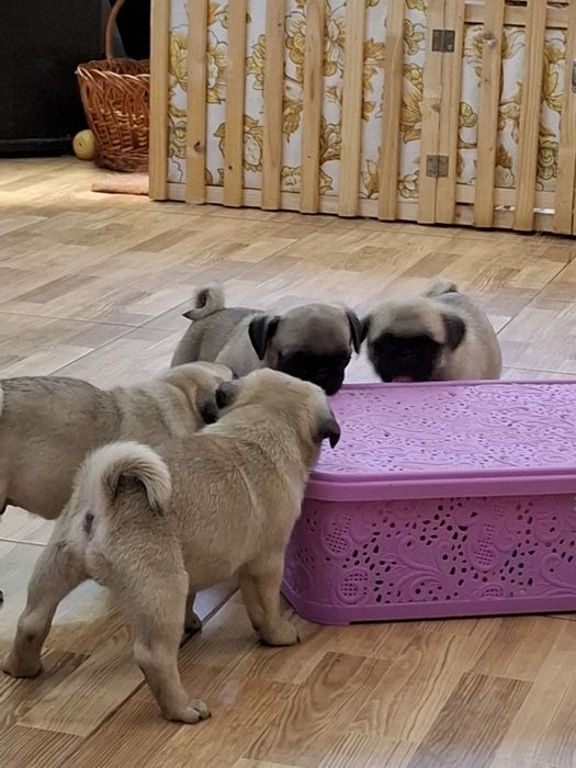 Мопсики девочки и мальчики