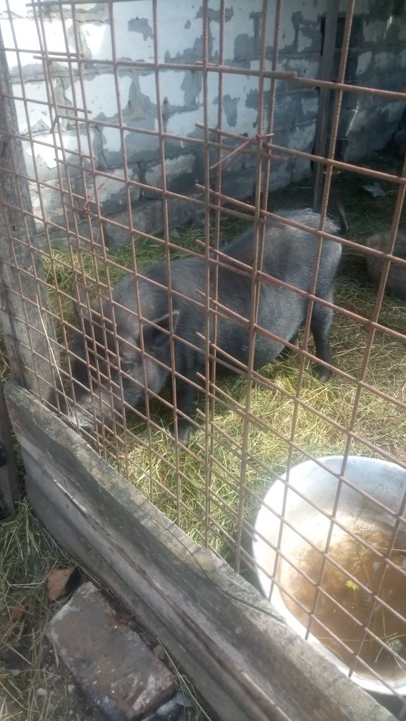 Продам свінок ветнамців