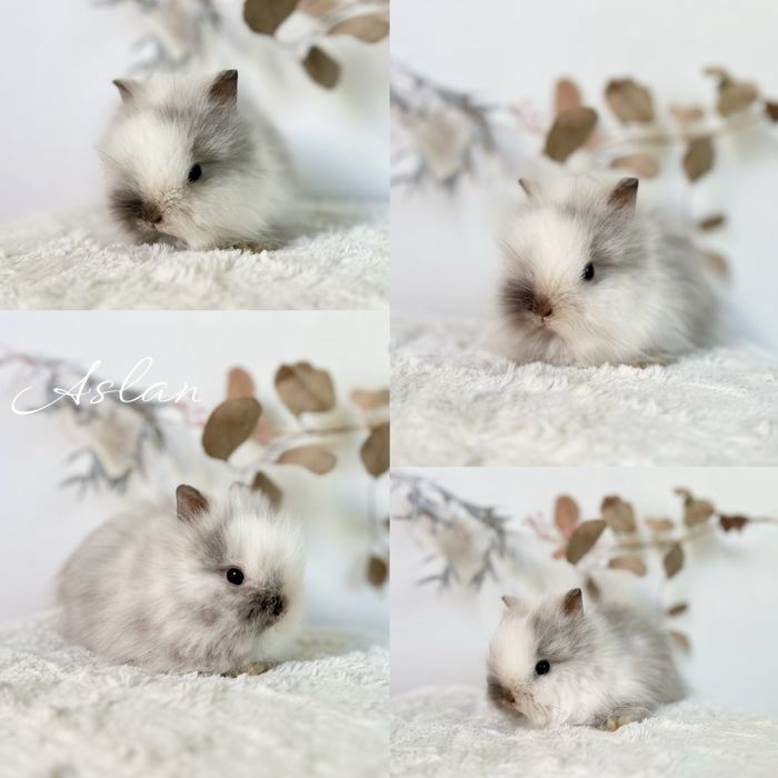 Króliczki Mini lop i Karzełki teddy Zarejestrowana hodowla