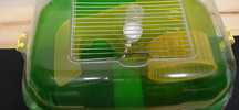 Gaiola para hamster como nova