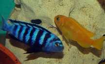 Ciclideo Pseudotropheus Saulosis