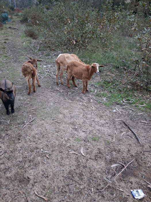 Cabras raça grande