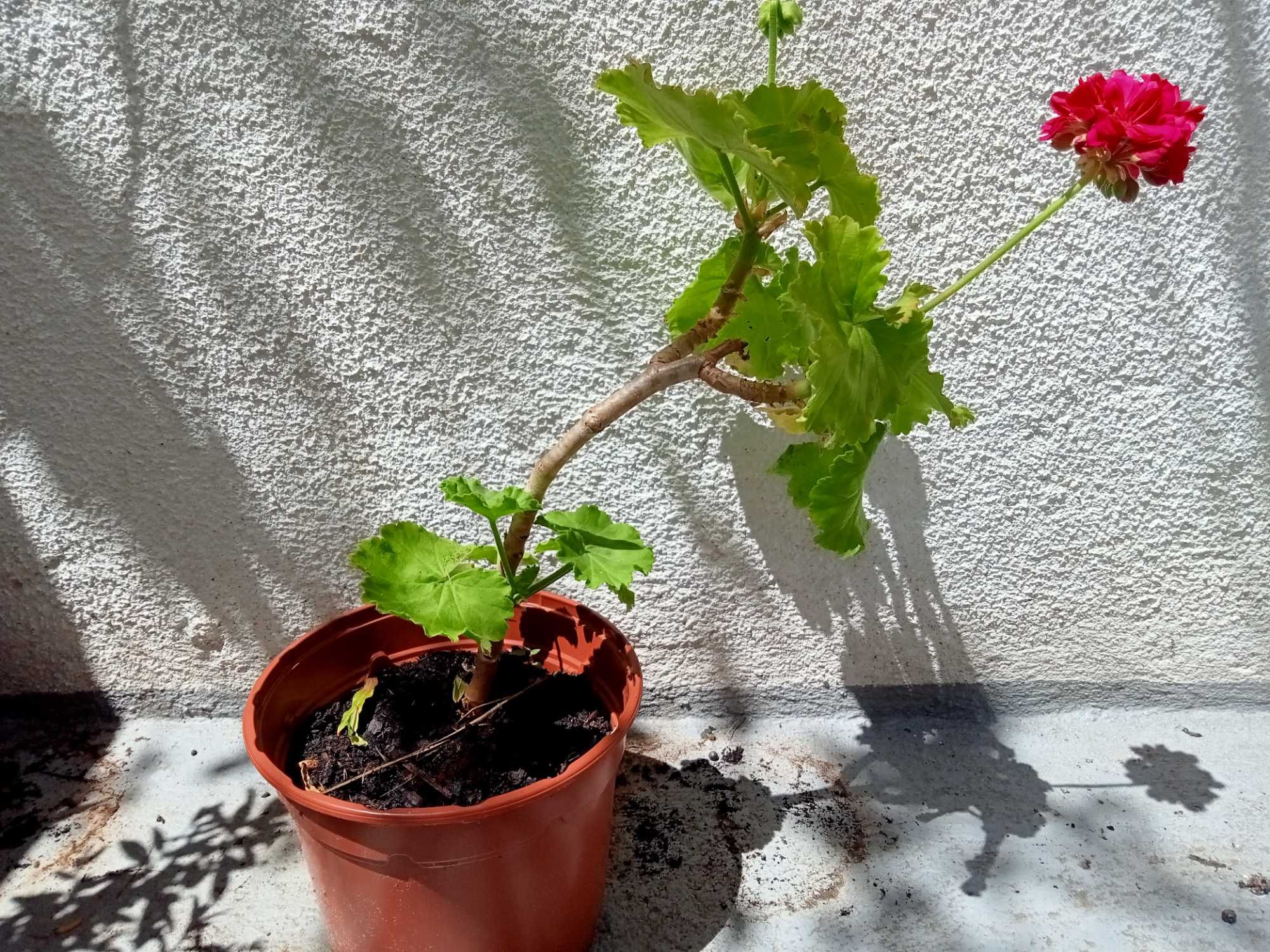 Malva Sylvestris