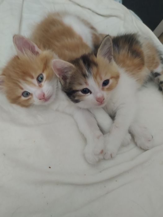 Віддам кошенят в добрі руки