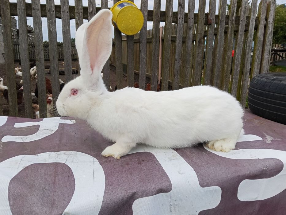 Belgijski Olbrzym Biały samczyk