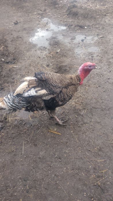 Indora sprzedam lub zamienie