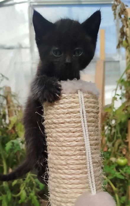 Котик (хлопчик) безкоштовно