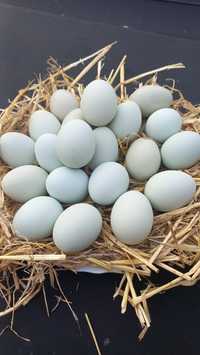 Яйцо инкубационное голубое Амераукана