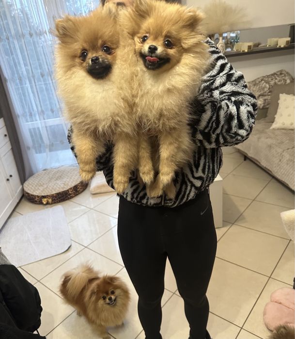 Szpic miniaturowy pomeranian mini gwiazdeczka rezerwacja