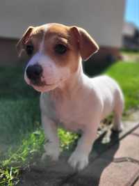 Jack Russell Terrier Piesek Wspaniały