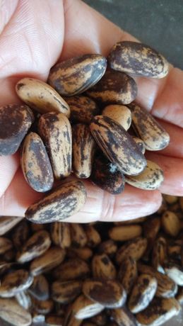 30 sementes de Pinheiro Manso bio/ boa qualidade