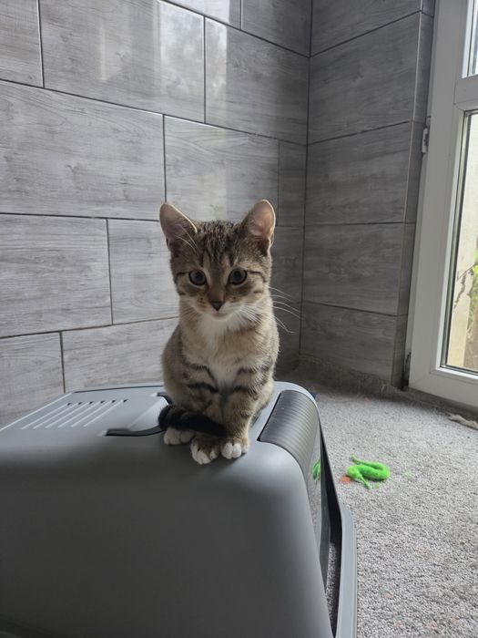 Skoczny kotek Kangurek szuka domu