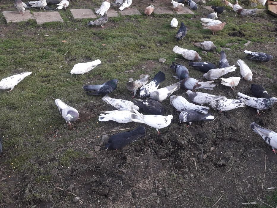 Mikołajewskie gołębie