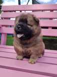Chow Chow ZKwP FCI