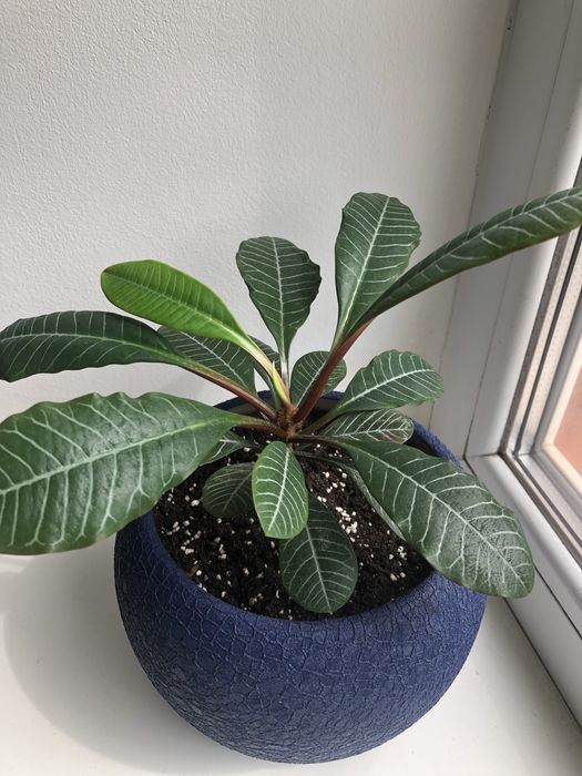 Молочай беложильчатый.