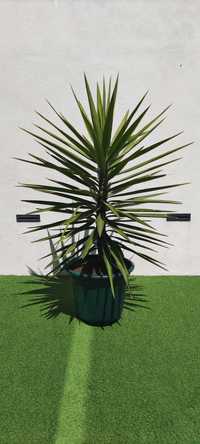 planta Yucca lindíssima