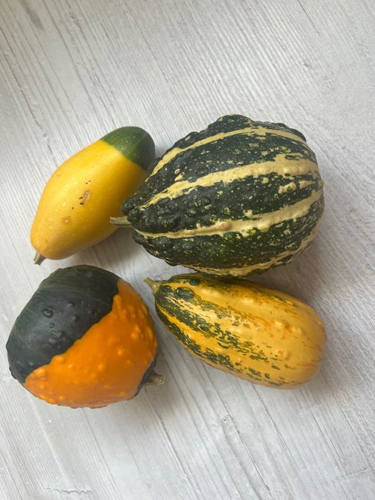 Dynie ozdobne, duży wybór