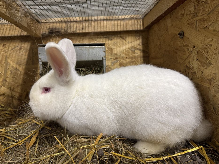 Królik nowozelandzki biały samiec