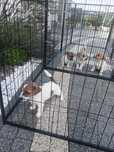Jack Russell Terrier ZkwP FCI