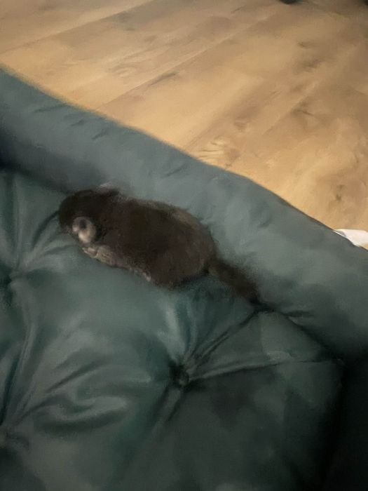 Szynszyl szynszyle czarna perła gratis