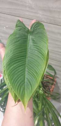 Philodendron Tenue