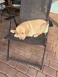 Labrador Retriever Biszkoptowy Piesek !!!