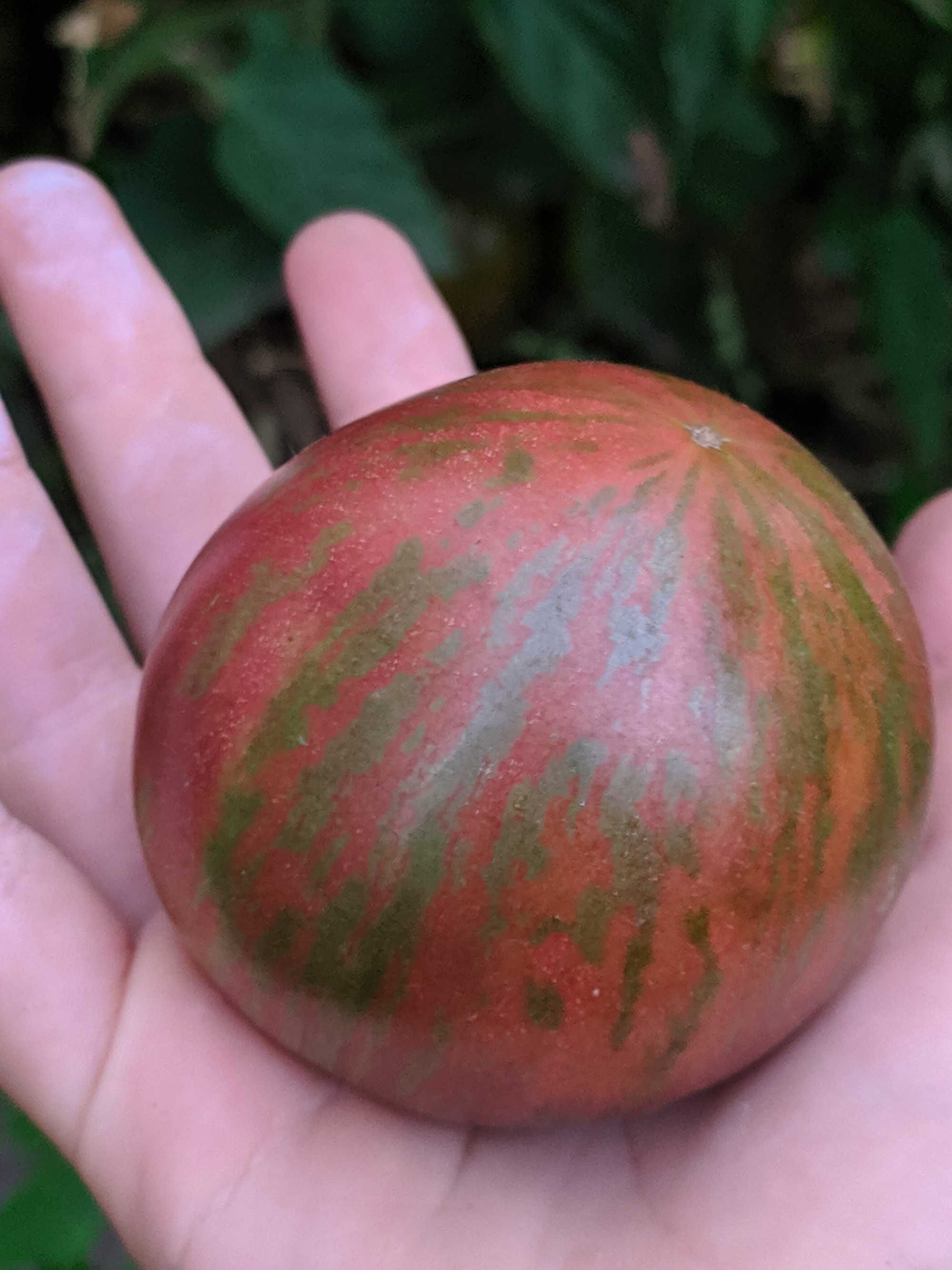 продам семена экзотических томатов