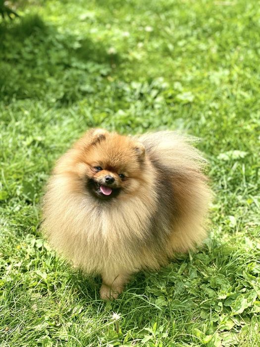 Кобель померанского шпица для вязки