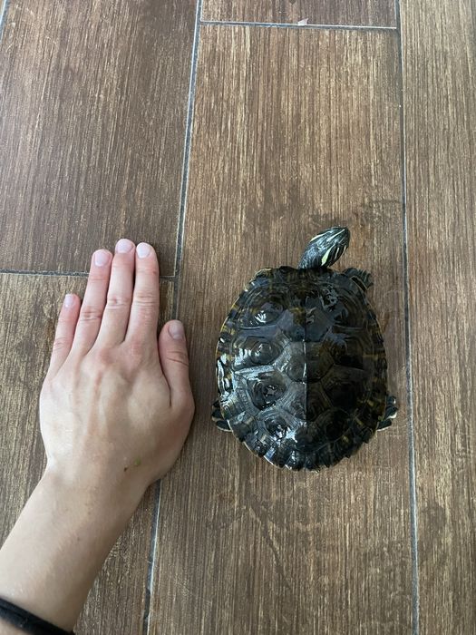 żółw chiński ozdobny 1,5 roku samiec