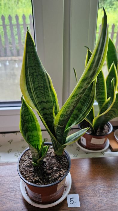 Sanseviera Laurentii sadzonki ukorzenione