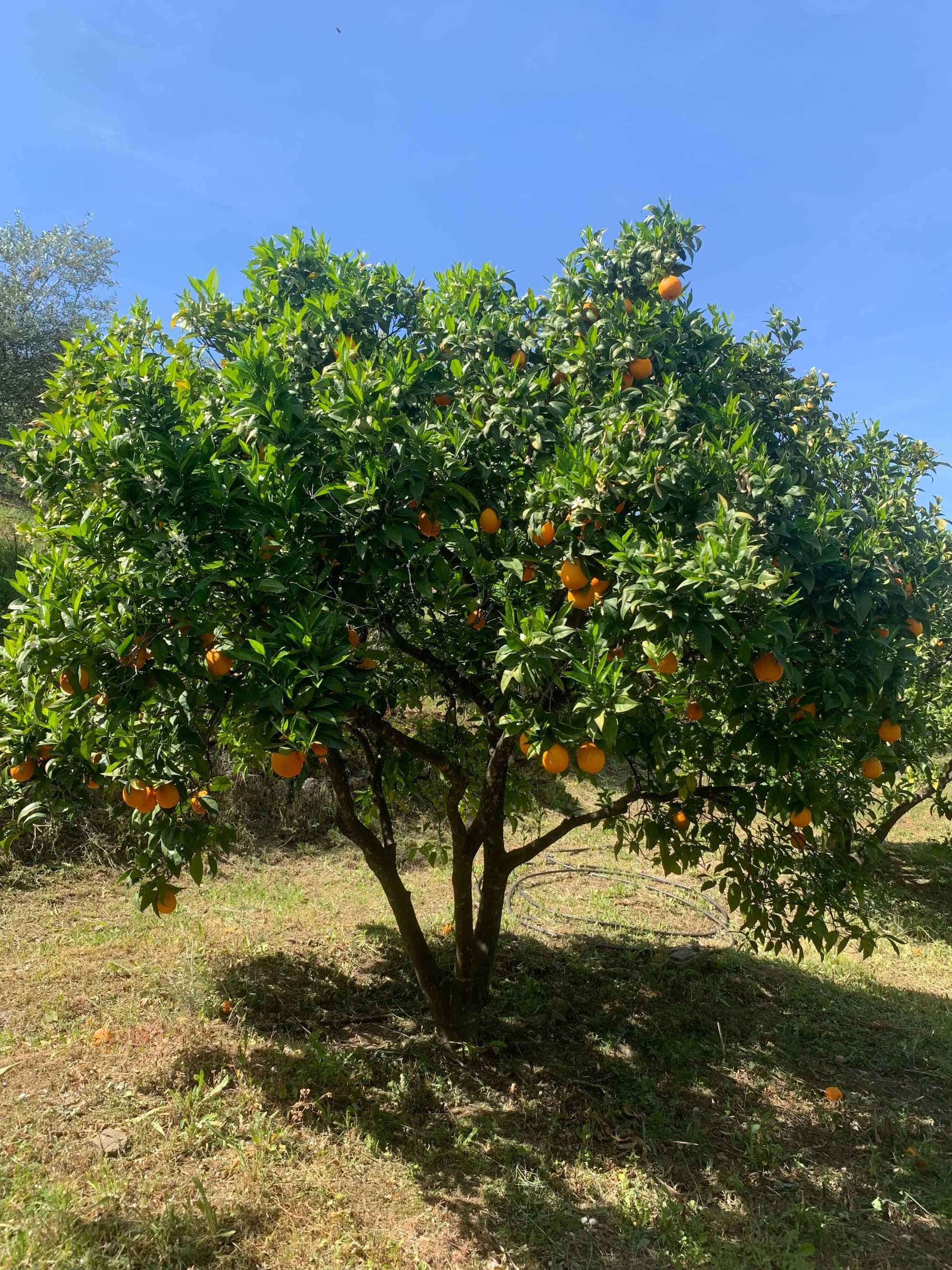 Terreno agrícola com 26.080 m2 na Congida