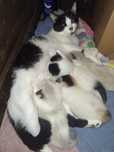 Gatinhos para adopção responsável