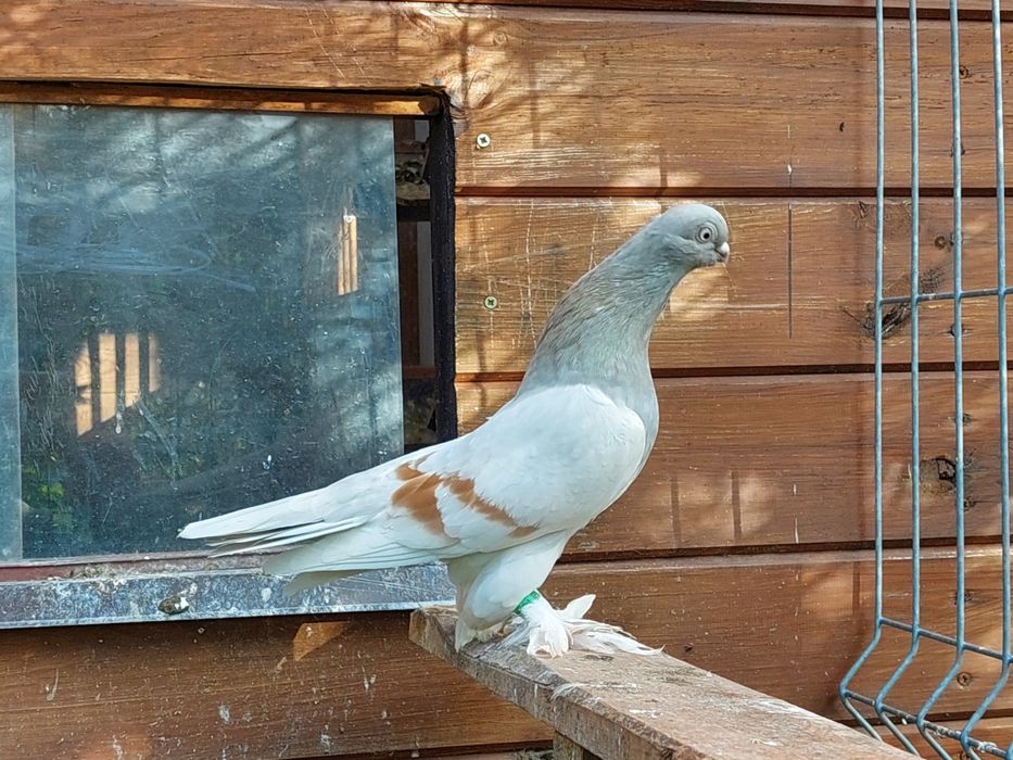 Blauwinder ,samiec 25r. Ładny gołąb. Pulsujący